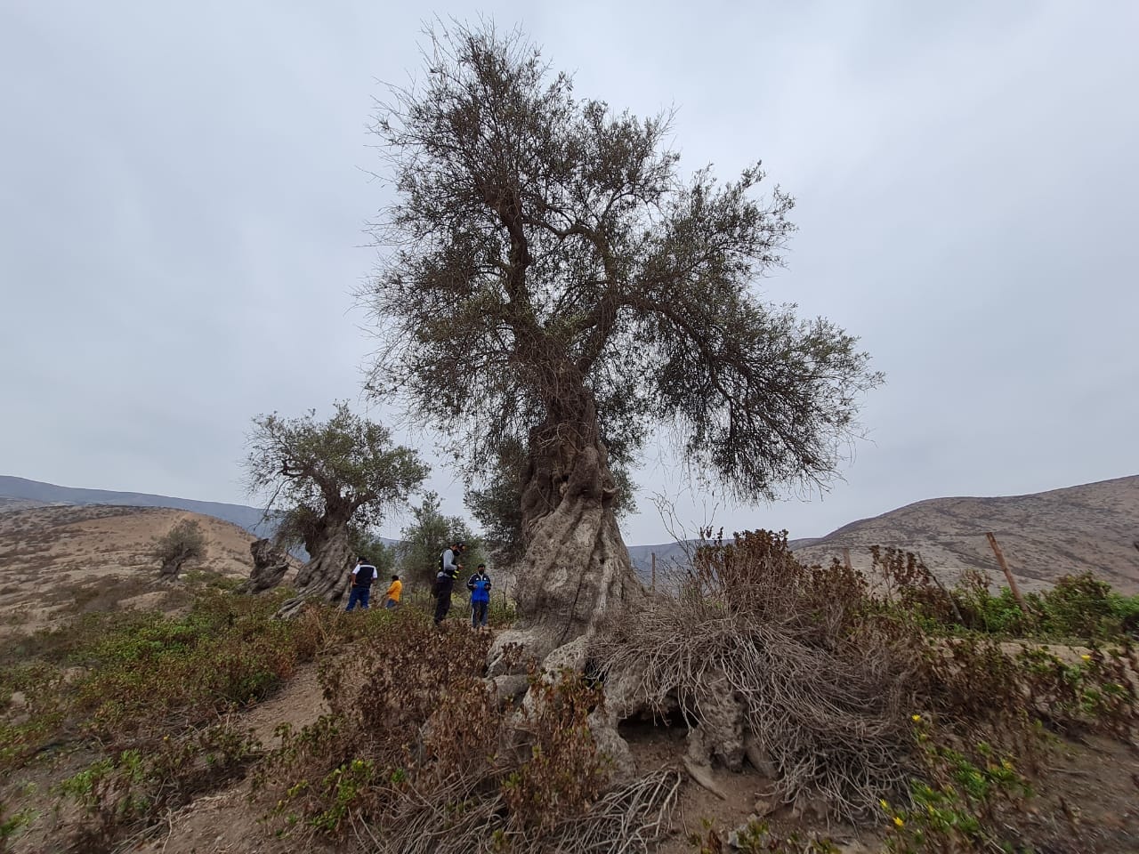Arequipa tendría el árbol de olivo más antiguo del Perú Diario EP Perú