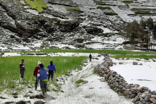 Granizada daña 70 hectáreas de cultivos en Junín