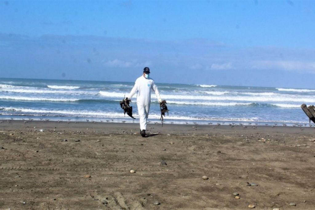 Toman muestras de animales muertos en playas de Camaná