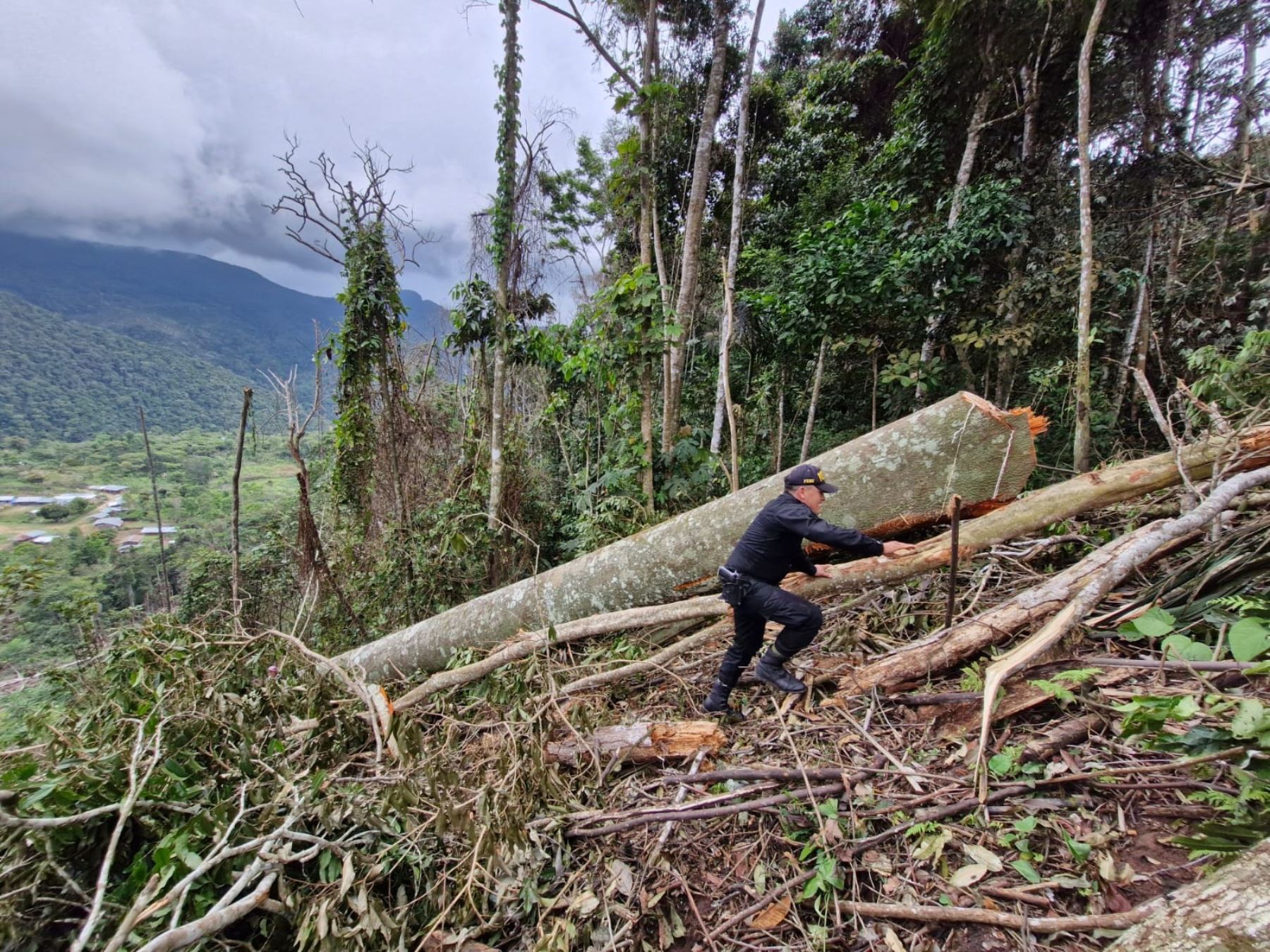 Denuncian la tala ilegal de árboles en bosque primario - Diario EP - Perú